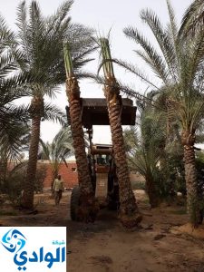 شركة تكريب النخيل بالقصيم