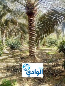 شركة تكريب النخيل ببريدة