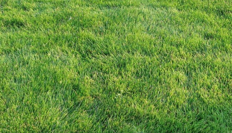 1200px-Emeraldzoysia1-1024×768