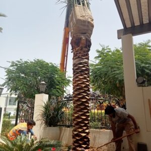 تكريب النخل بالرس