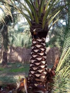 شركة تكريب النخيل بالرس