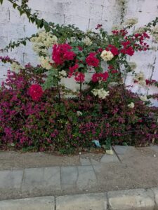 اشجار ورد